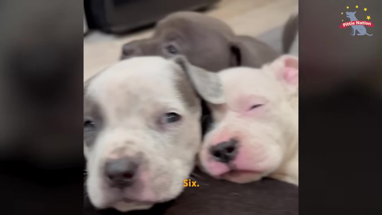 A close-up shot of three adorable puppies snuggling together, with one grey and white puppy in the foreground, a sleeping white puppy next to it, and a dark grey puppy behind them.