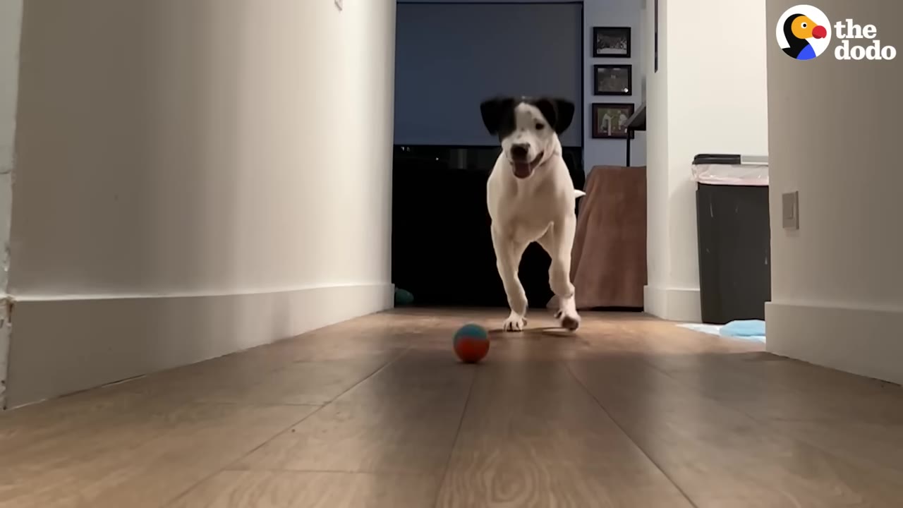 A black and white puppy happily runs down a wooden hallway towards a small ball.