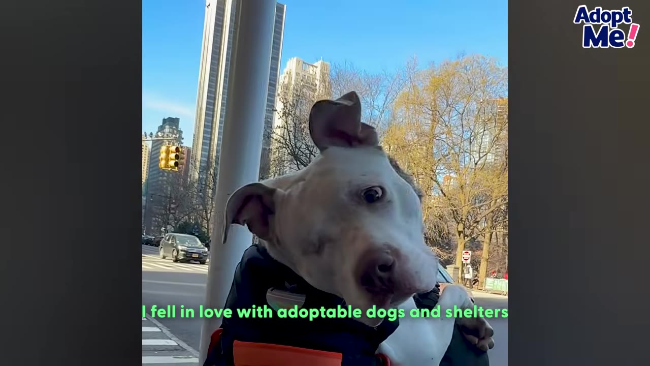 A white and brown dog looks out from a backpack carrier on a city street, with skyscrapers and trees in the background.