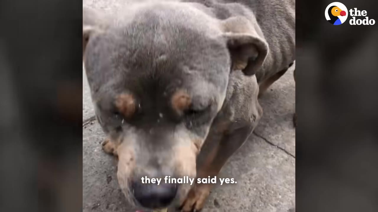 A close-up shot of a grey and tan dog looking down at the ground, with the caption 'they finally said yes.' on the screen.