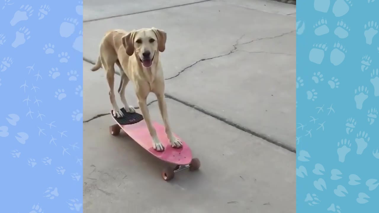 A light-colored dog stands balanced on a pink skateboard on a concrete surface.