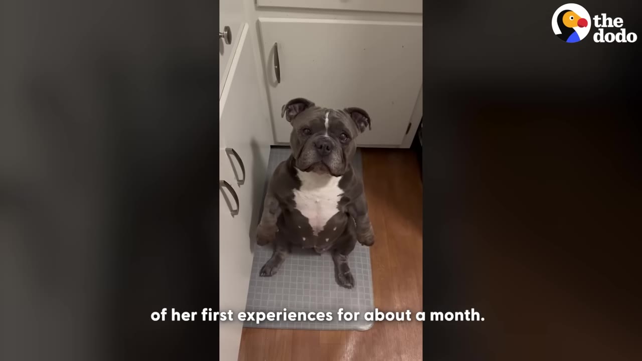 A grey and white bulldog sits upright on a grey mat in a kitchen, looking up with wide, gentle eyes.