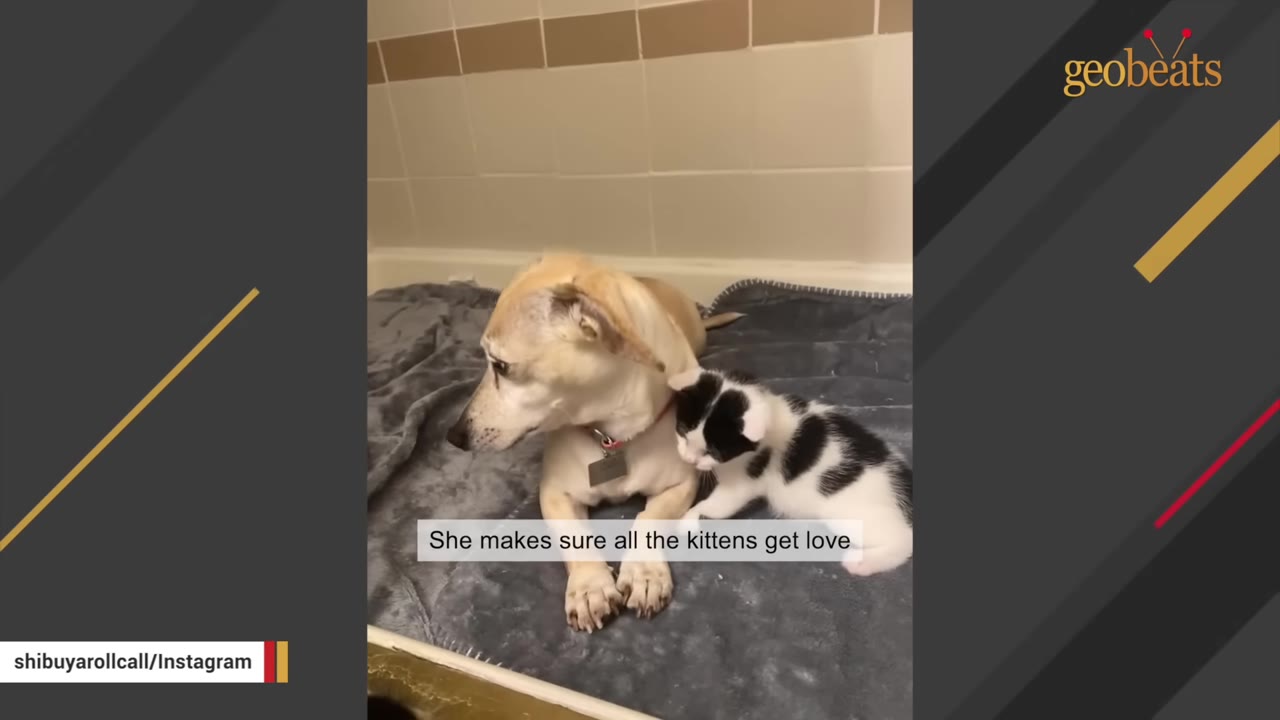 A light brown dog named Kona lies on a grey blanket next to a small black and white kitten.