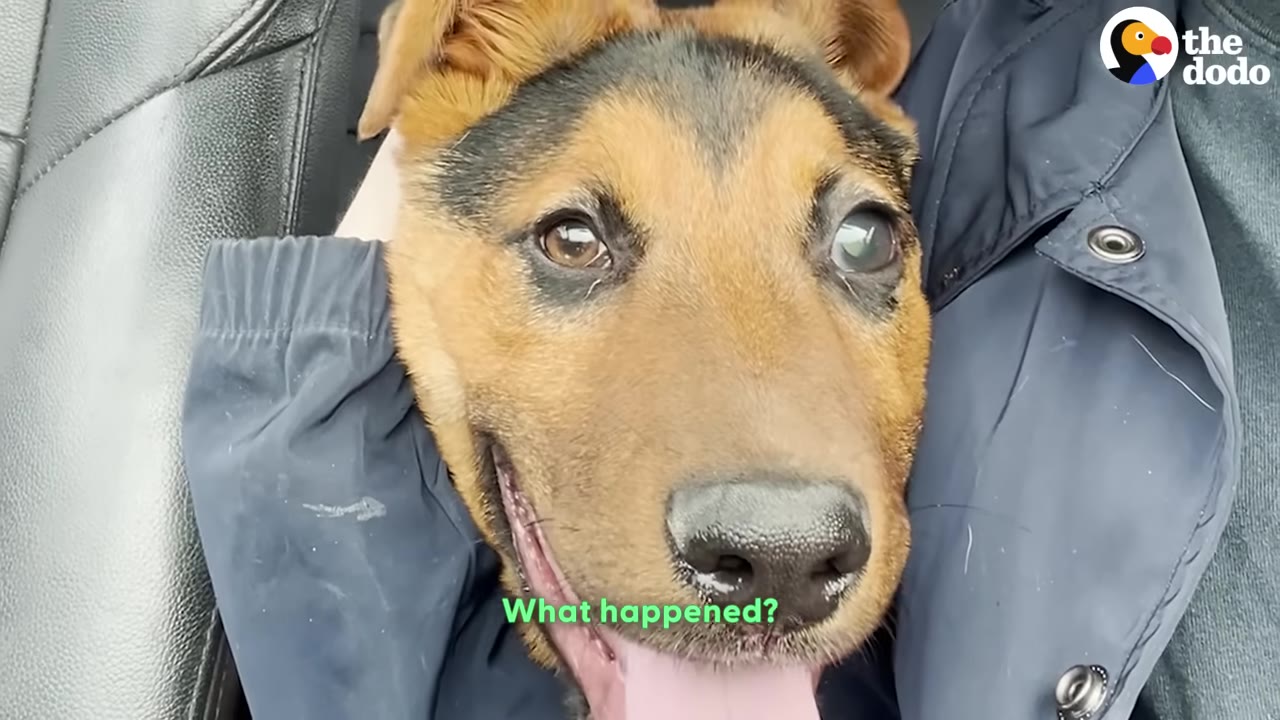A close-up of a brown and black dog's face, showing one clear brown eye and one cloudy, injured eye.