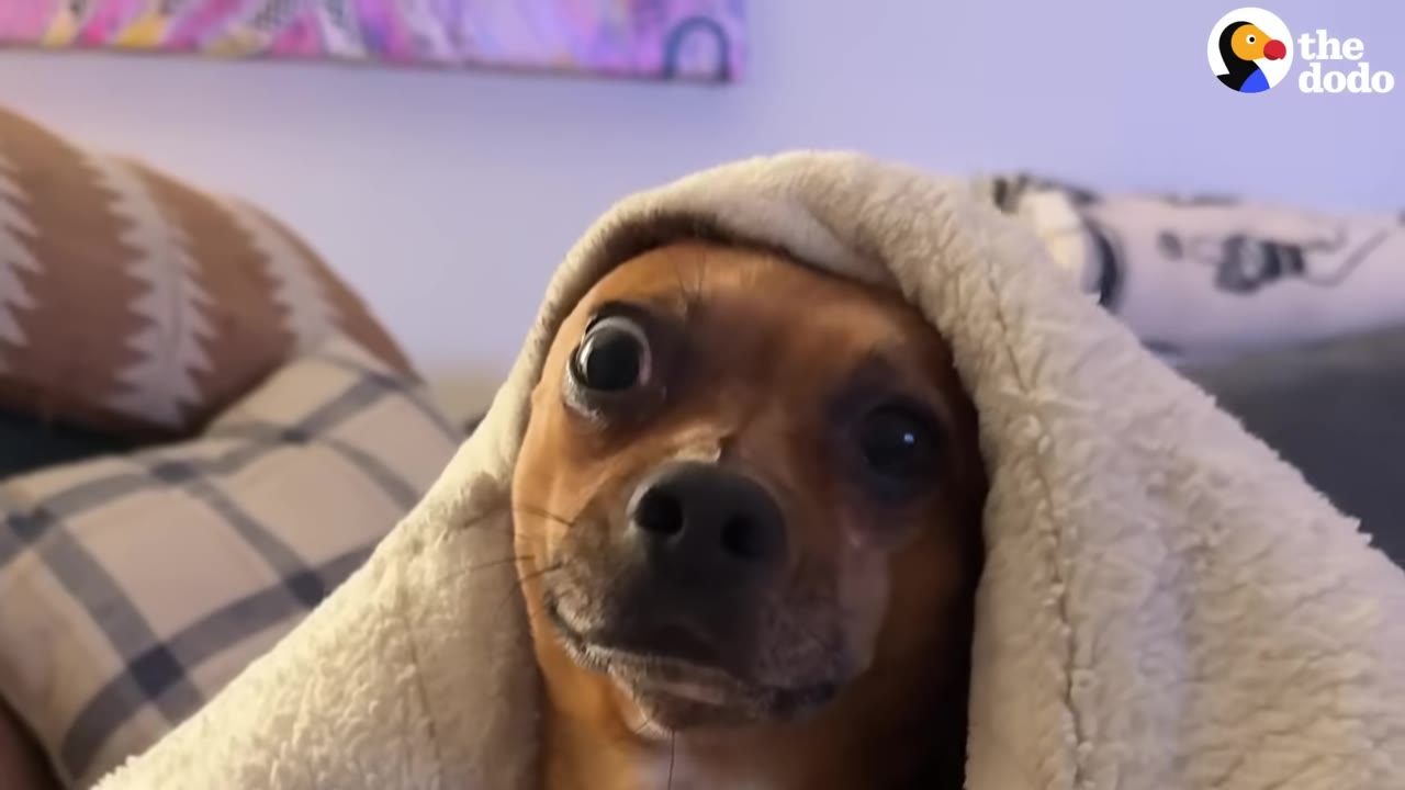 A close-up of a small brown dog with wide, expressive eyes looking out from under a light-colored fleece blanket draped over its head.