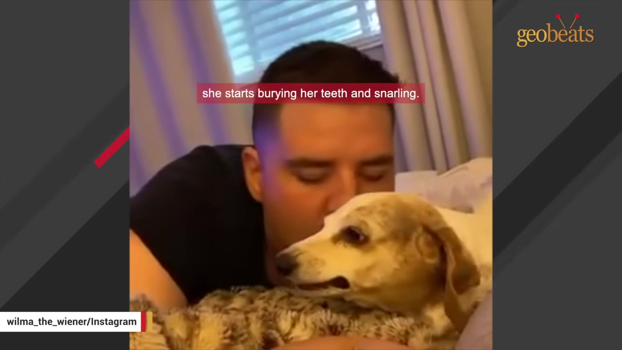 A man leans down to kiss a small dachshund-mix dog lying on a bed, while the dog bares its teeth in a playful snarl.