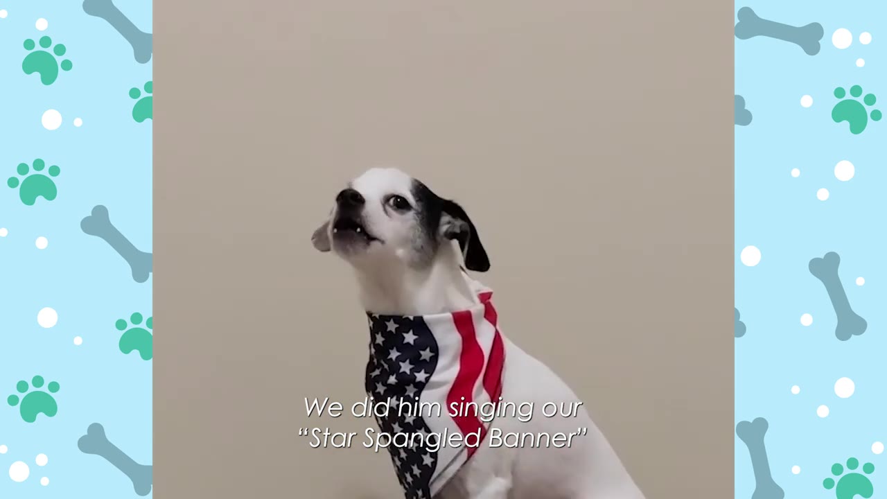 A small black and white dog wearing an American flag bandana looks up and howls.