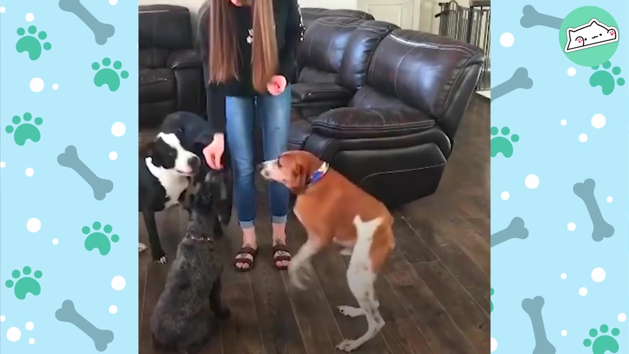 A brown and white dog standing on its hind legs in front of a woman, waiting for a treat alongside two other dogs.