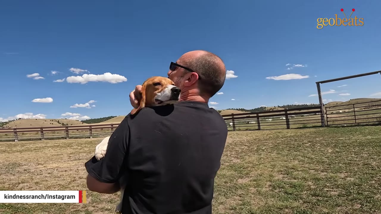 A man with sunglasses holds a beagle on his shoulder in a grassy field under a blue sky.