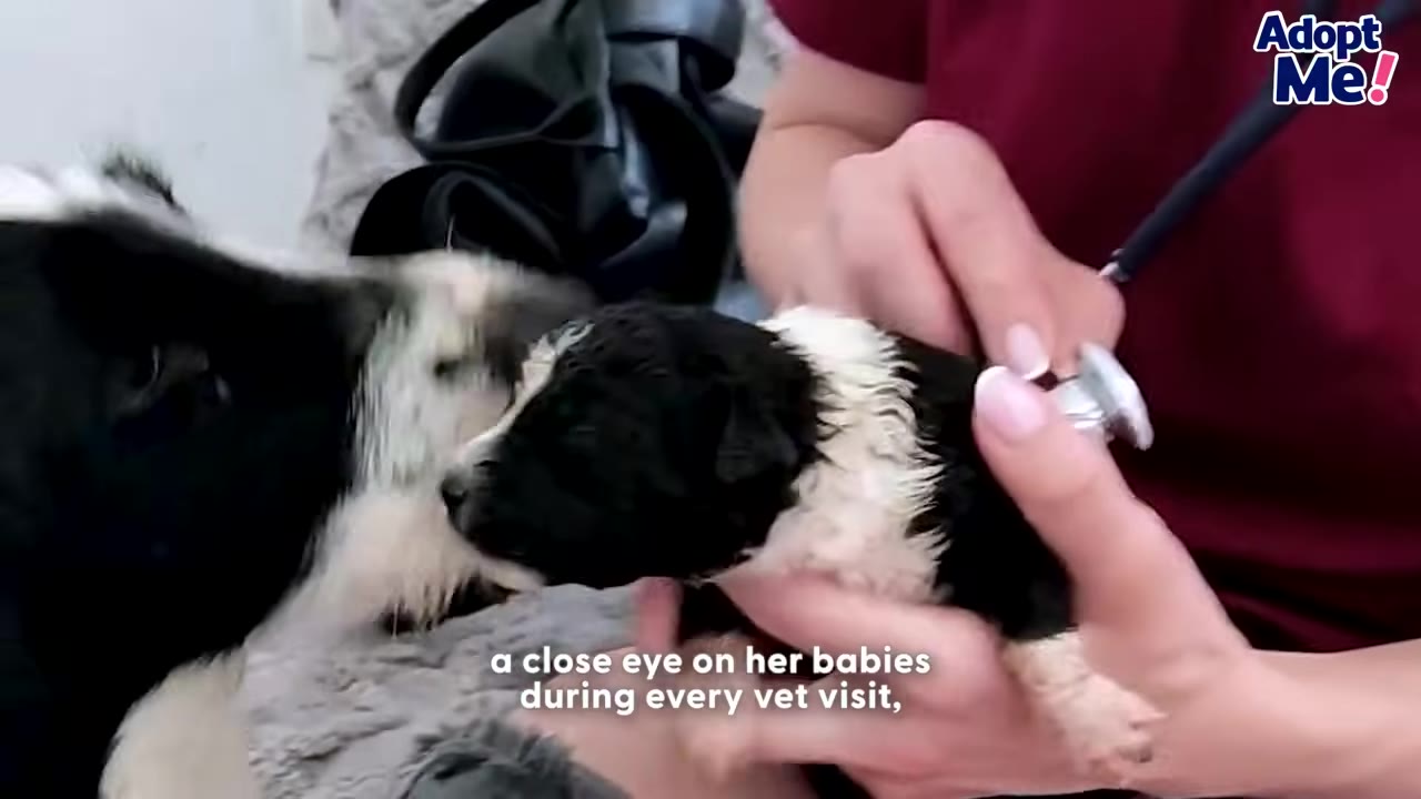 A black and white dog watches closely as a person in a maroon shirt uses a stethoscope to examine a small black and white puppy.
