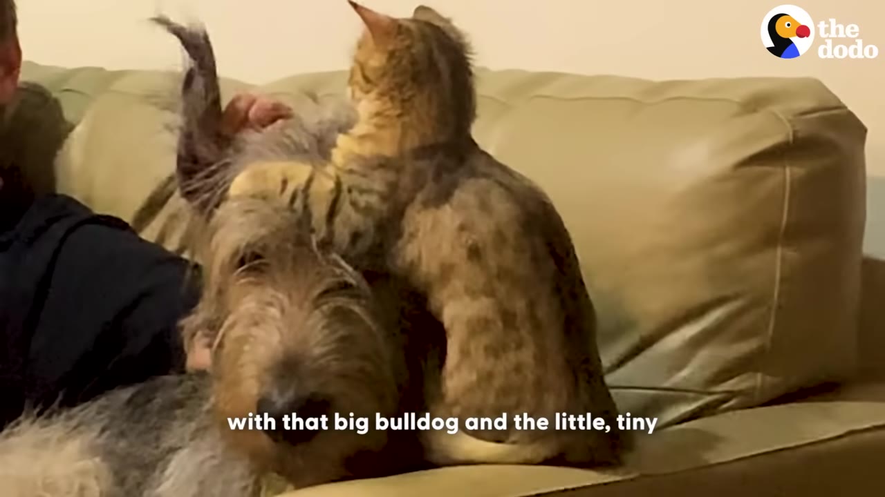 A small tabby kitten sits on top of the head of a large, shaggy grey dog resting on a tan leather couch.