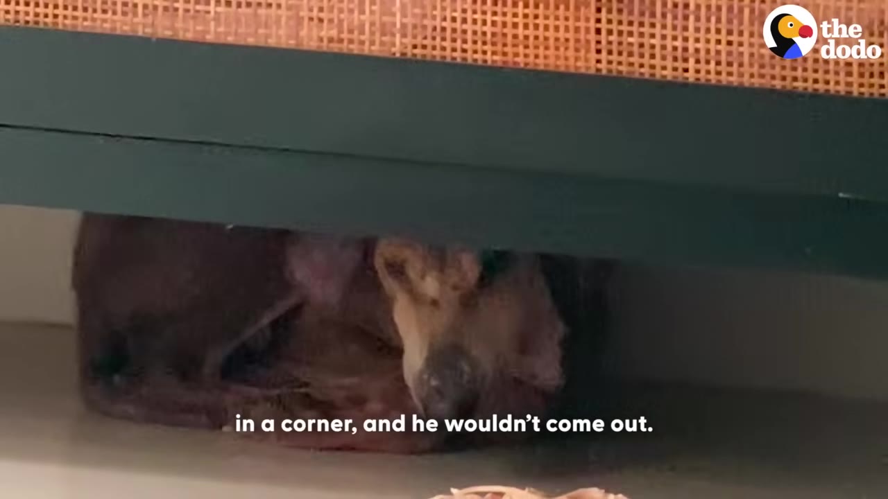 A small, brown, hairless dog with skin issues curls up in a tight ball hiding under a dark green cabinet in a home.