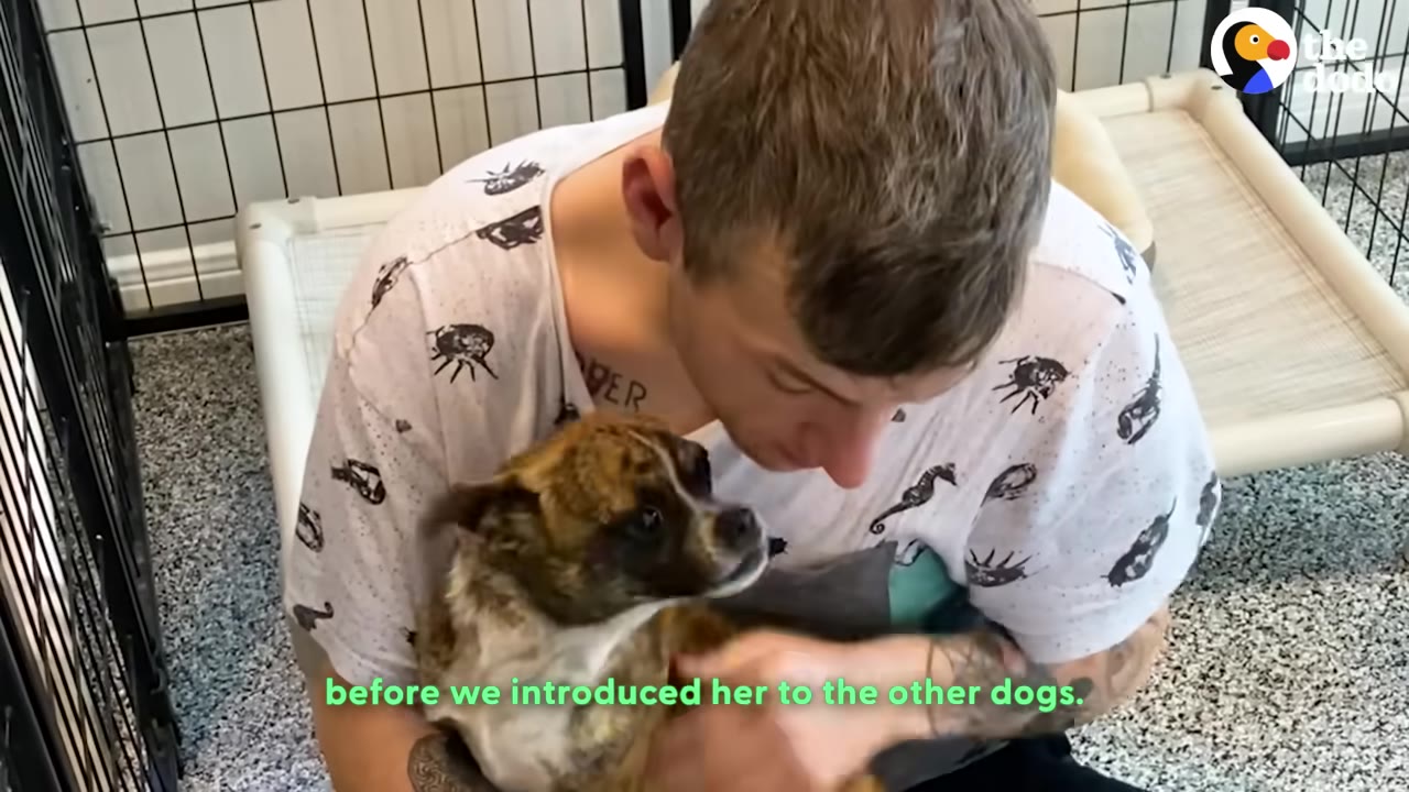 A man sits inside a dog pen with a small brindle dog, gently petting her near a dog bed.