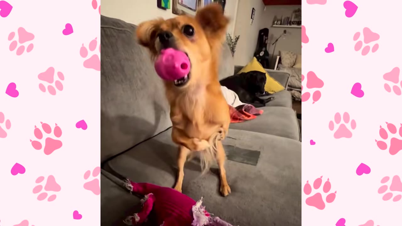 A small brown dog with shortened front legs stands on her hind legs on a gray couch, holding a pink toy in her mouth.