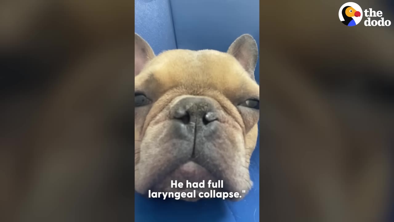 A close-up of a tan French bulldog looking directly at the camera with text overlay reading 'He had full laryngeal collapse.'