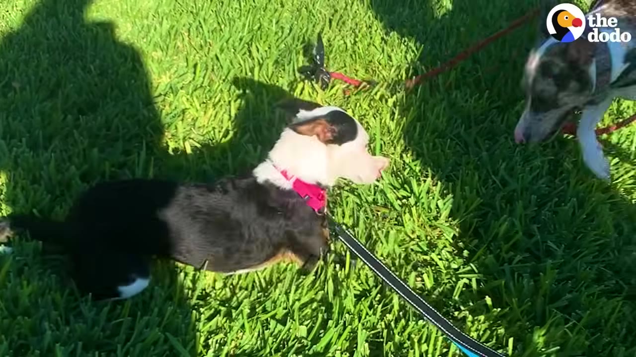 A black, white, and tan dog lying on green grass looks up at a brindle dog on a leash during their first meeting.