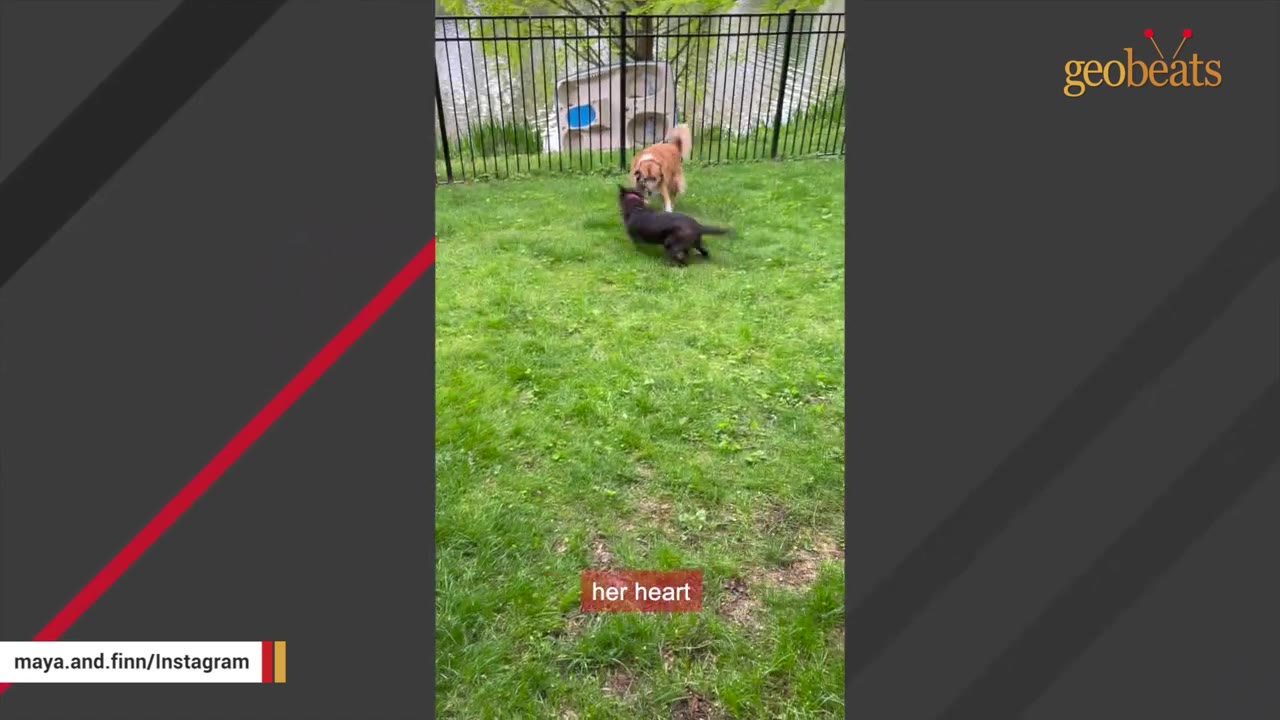 A golden dog and a dark-furred dog play together on a green grassy lawn near a fence.