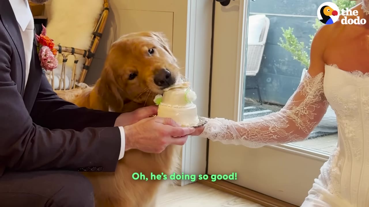 A golden retriever takes a bite of a small, two-tiered white dog cake held by a bride and groom.