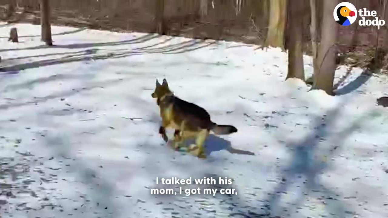 A German Shepherd dog running across a snowy field with trees in the background.