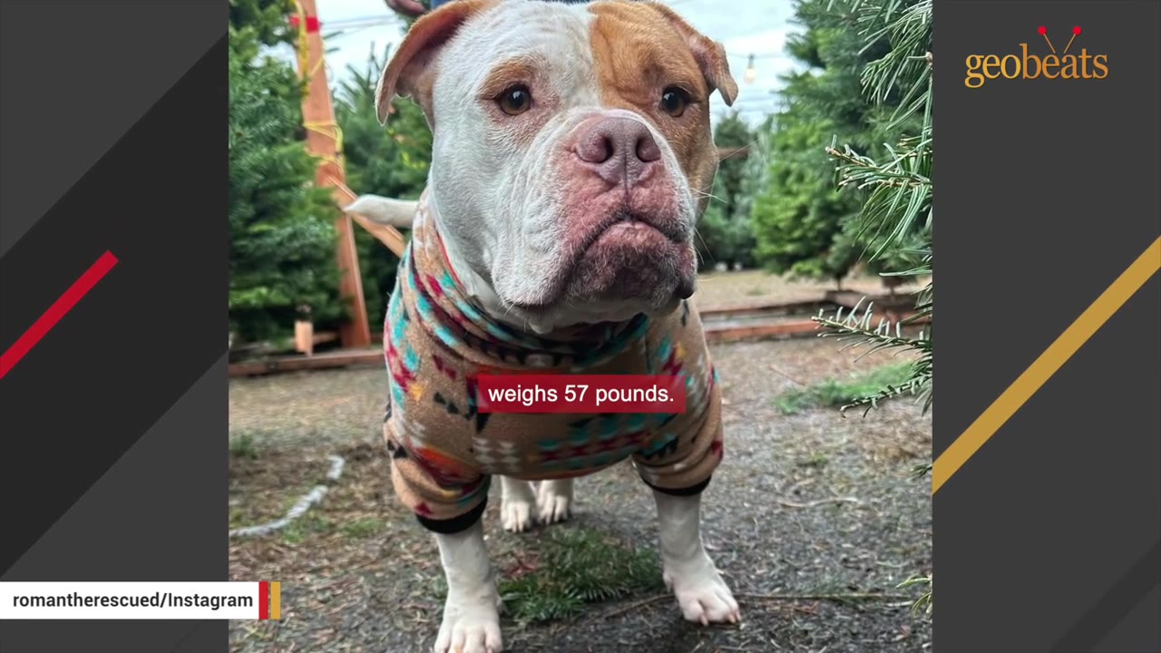 A stocky brown and white bulldog-mix dog wearing a patterned sweater stands outdoors on a gravel path.