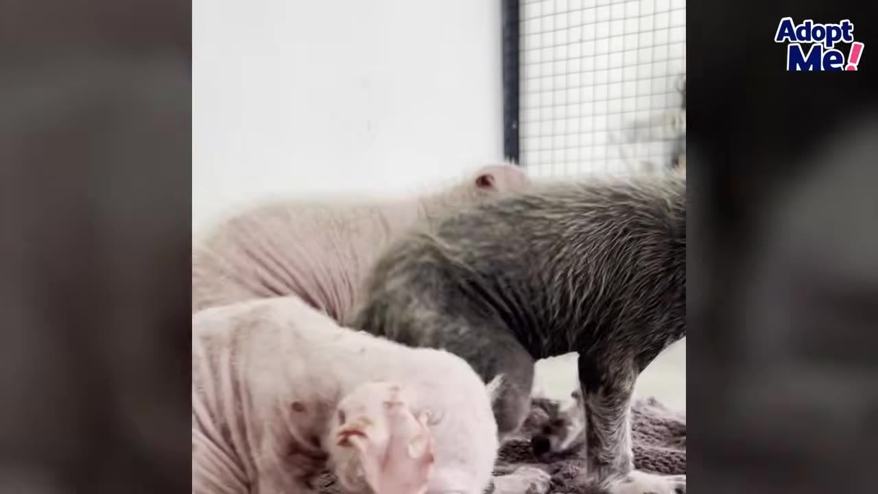 Three small, hairless puppies with skin issues stand together on a blanket.