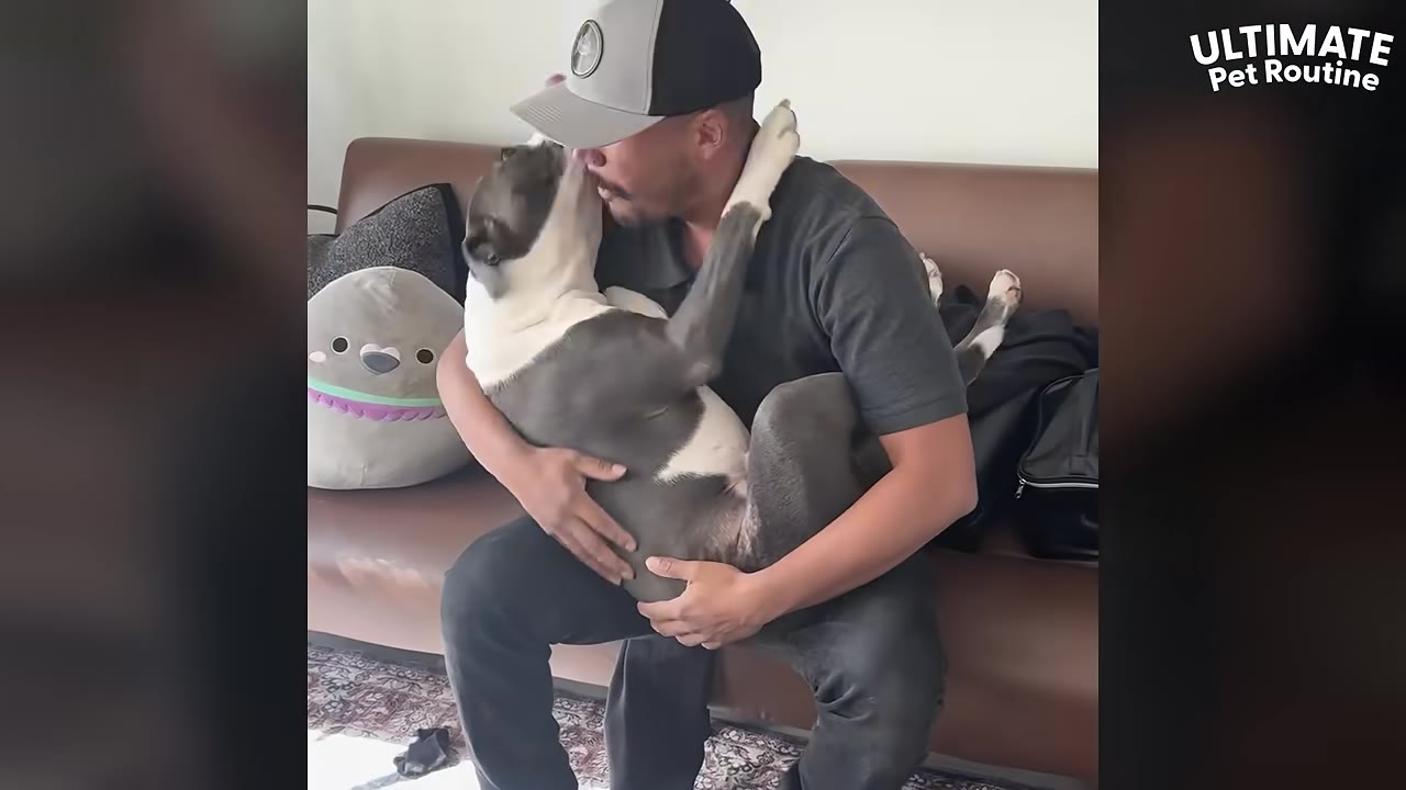 A grey and white pit bull-type dog sits on a man's lap on a brown leather couch, licking his face in excitement.