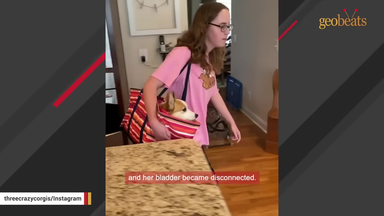 A young woman wearing glasses and a pink t-shirt carries a corgi inside a red and orange striped tote bag indoors.