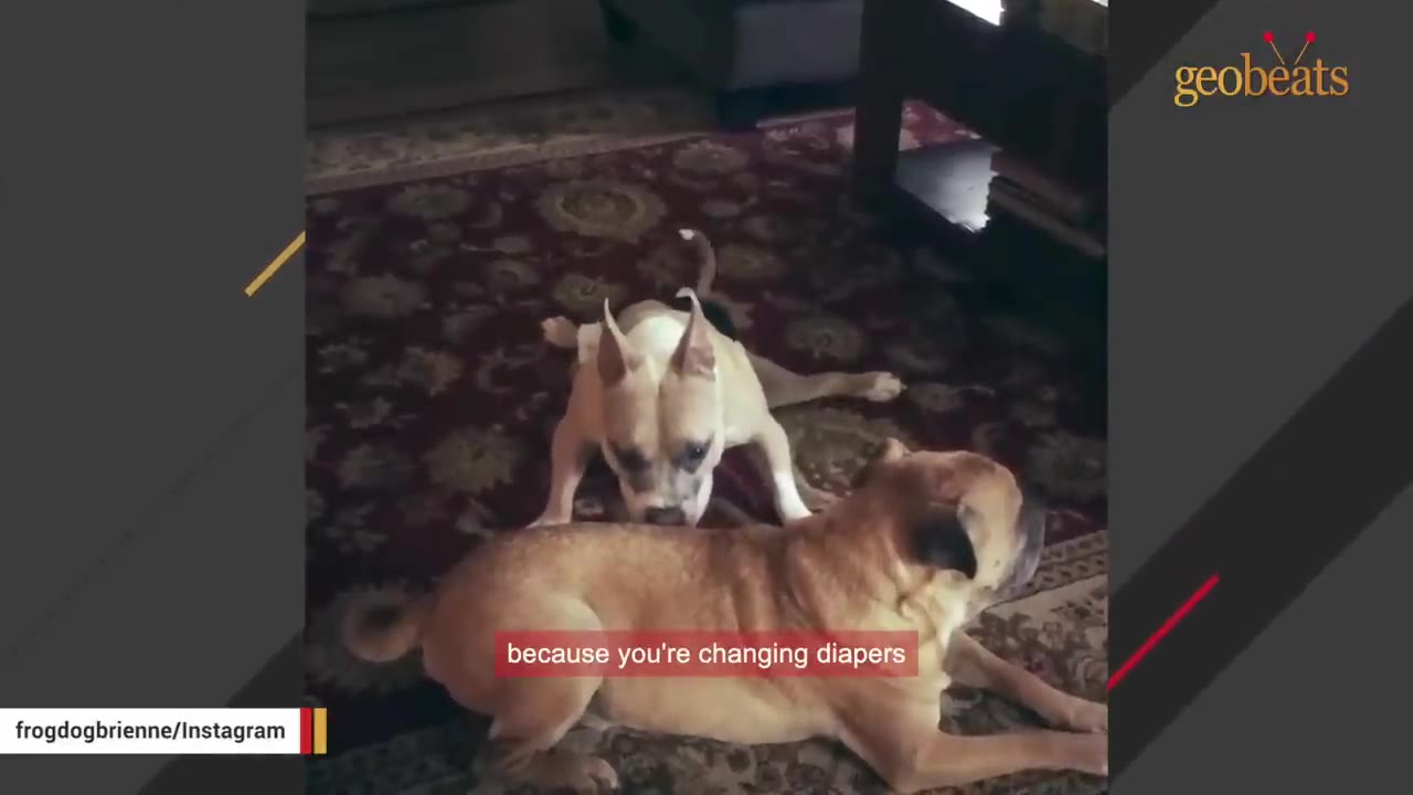 A tan and white dog wearing a diaper stands on a patterned rug behind another tan dog.