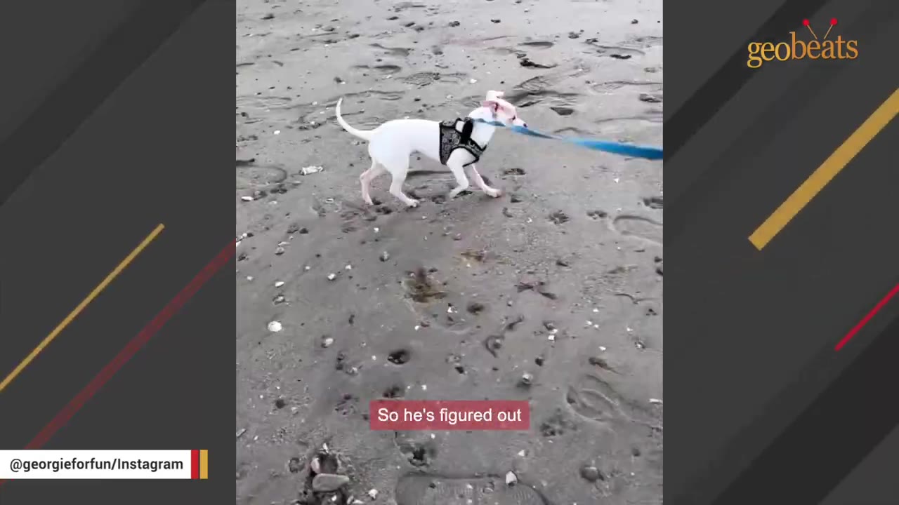 A small white dog wearing a black harness walks on a sandy beach while attached to a blue leash that extends to the side.