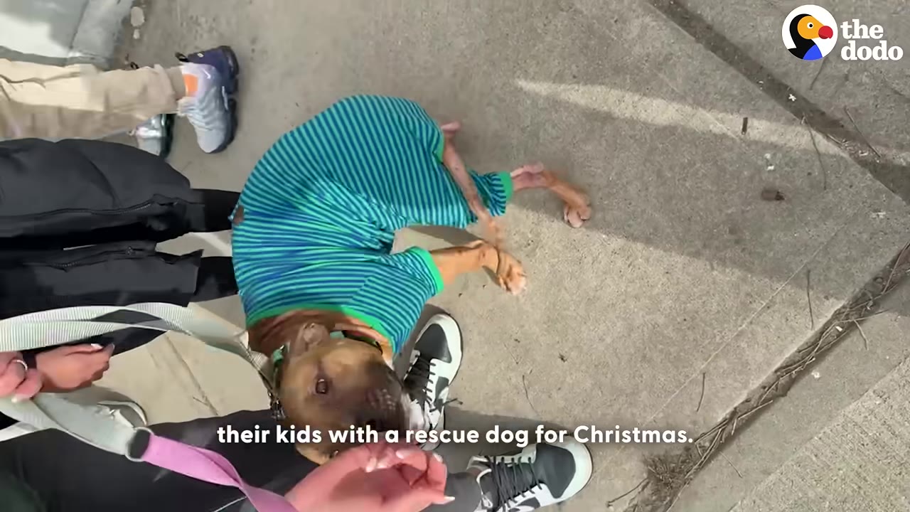 A brown dog wearing green and blue striped pajamas looks up while standing on a concrete sidewalk next to people.