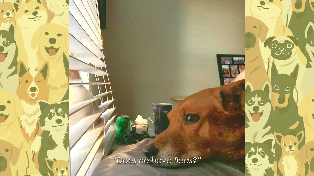 A close-up of a brown dog resting its head, with a text overlay that reads, 'Does he have fleas?'