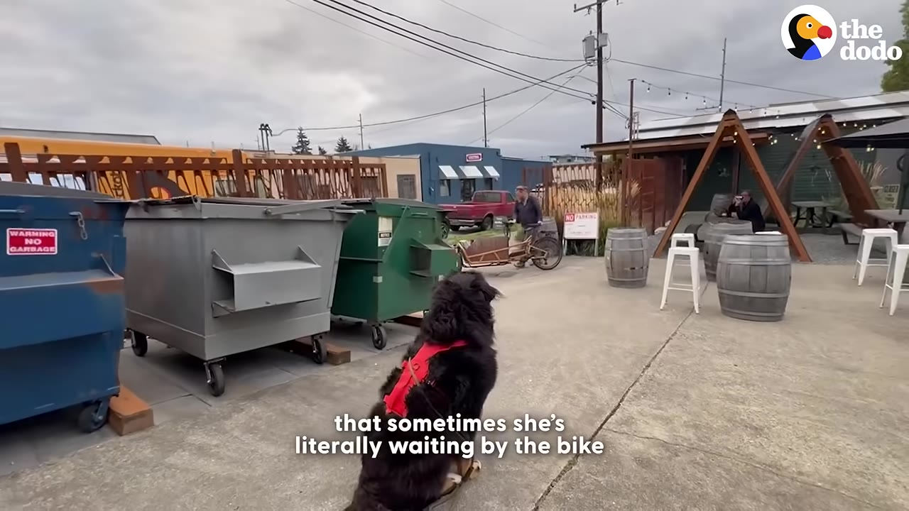 A large black and brown dog wearing a red harness sits on a concrete path, looking towards a man wheeling a cargo bicycle in an outdoor area near some dumpsters and barrels.