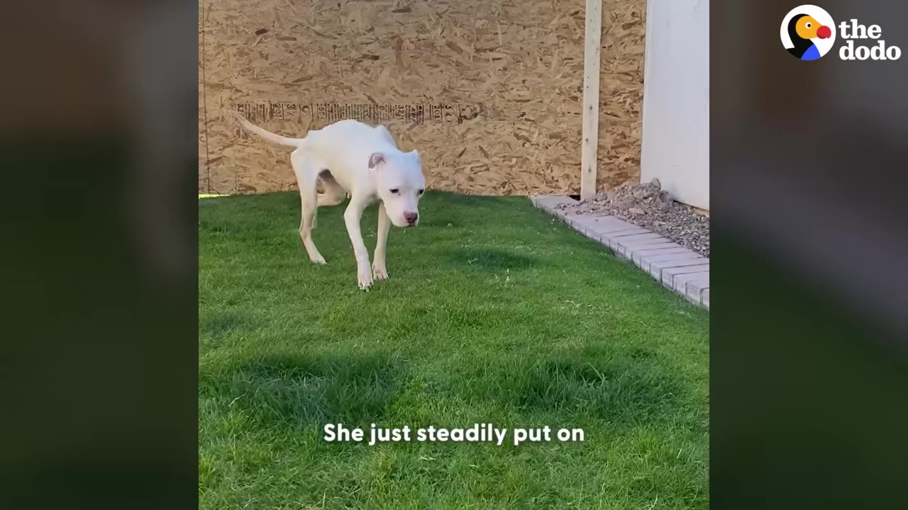 A thin white dog walks on a green grassy lawn in front of a wooden fence.