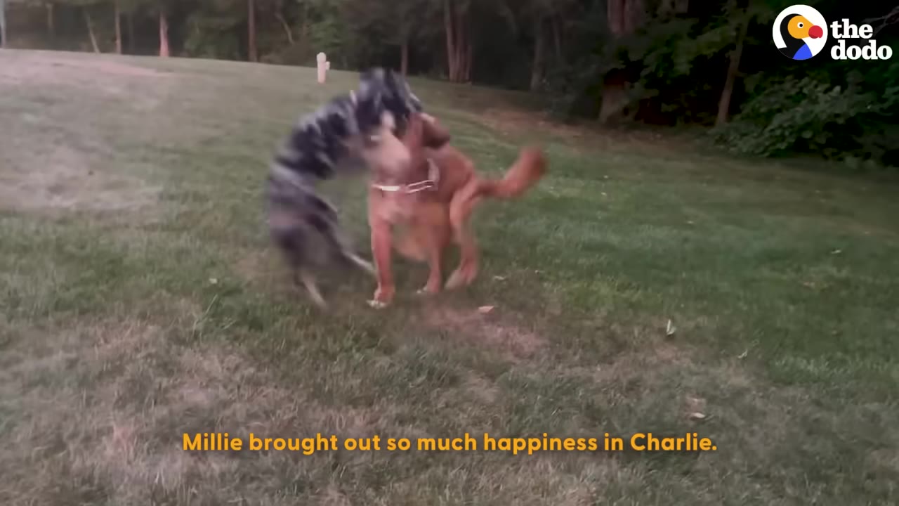 A golden dog and a grey-and-black dog play together on a grassy lawn.