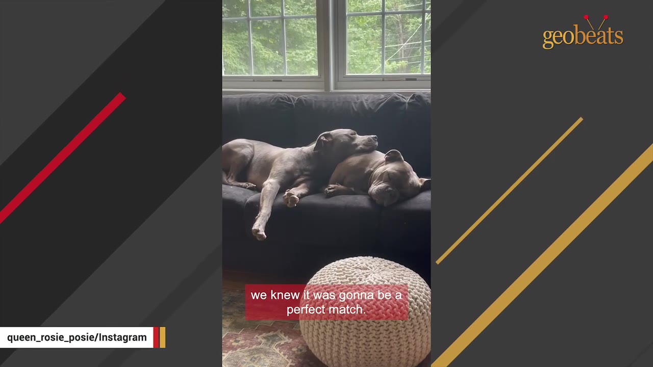 Two similar-looking grey pit bull dogs lying together on a dark couch in front of a window, looking like a perfect match.