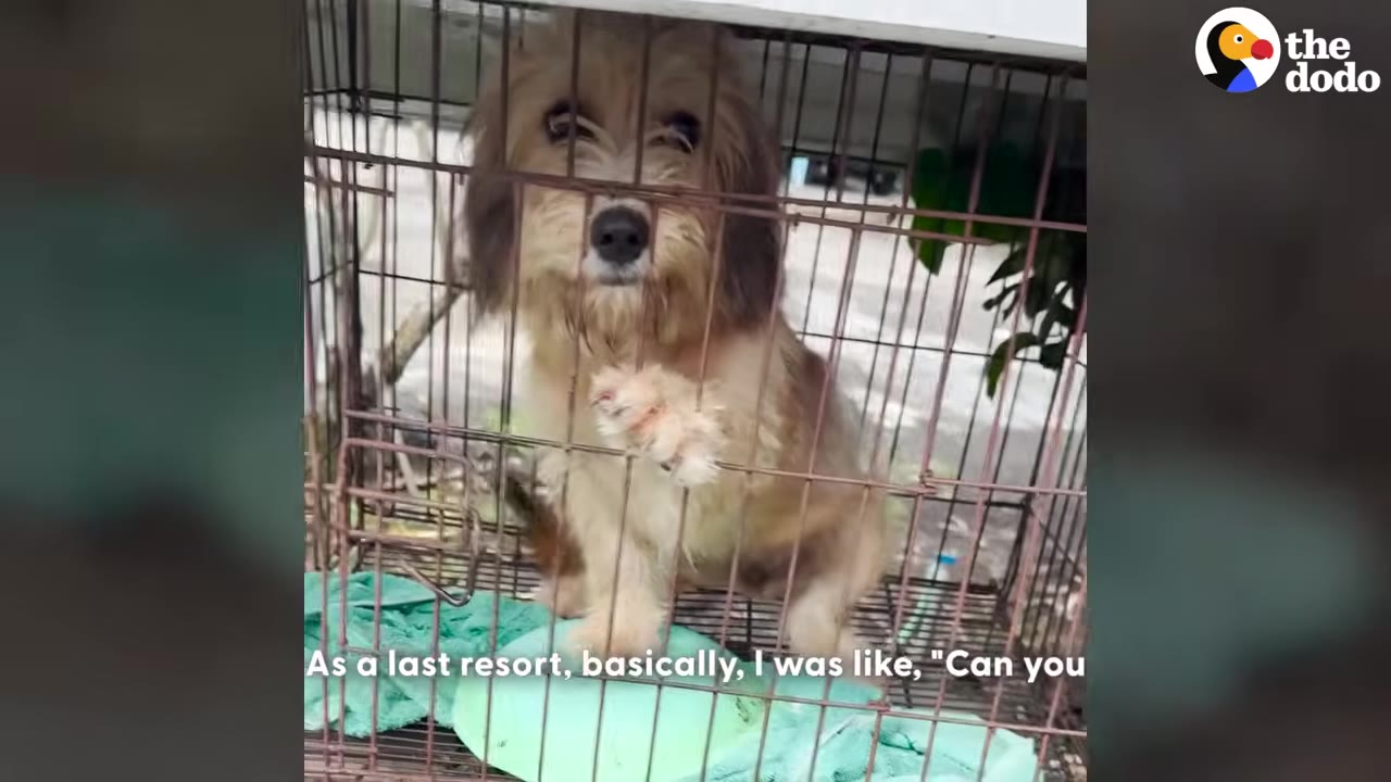 A small, scruffy brown and white dog looks out from inside a wire cage, resting its paw against the bars.