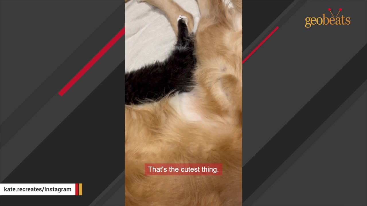 A small black and white kitten lies next to the tail and hind leg of a golden retriever.