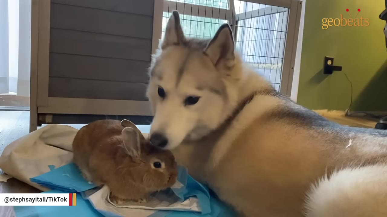 A fluffy husky dog gently nudges a small brown rabbit sitting on a blue pad.
