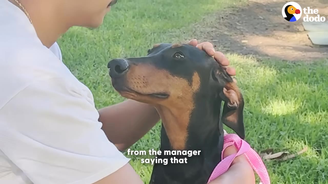 A close-up shot of a man gently petting a black and tan Doberman pinscher on the head as the dog looks up affectionately.