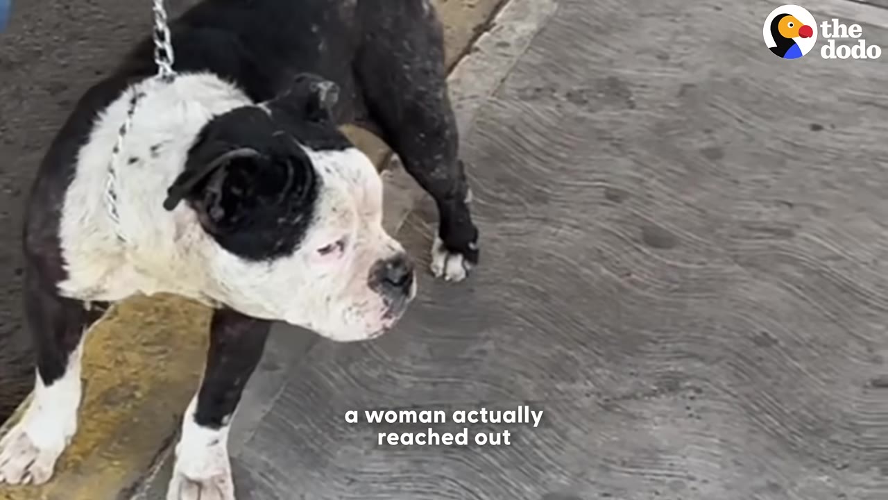 A black and white dog on a leash stands on a concrete surface with the text 'a woman actually reached out' overlaid at the bottom.
