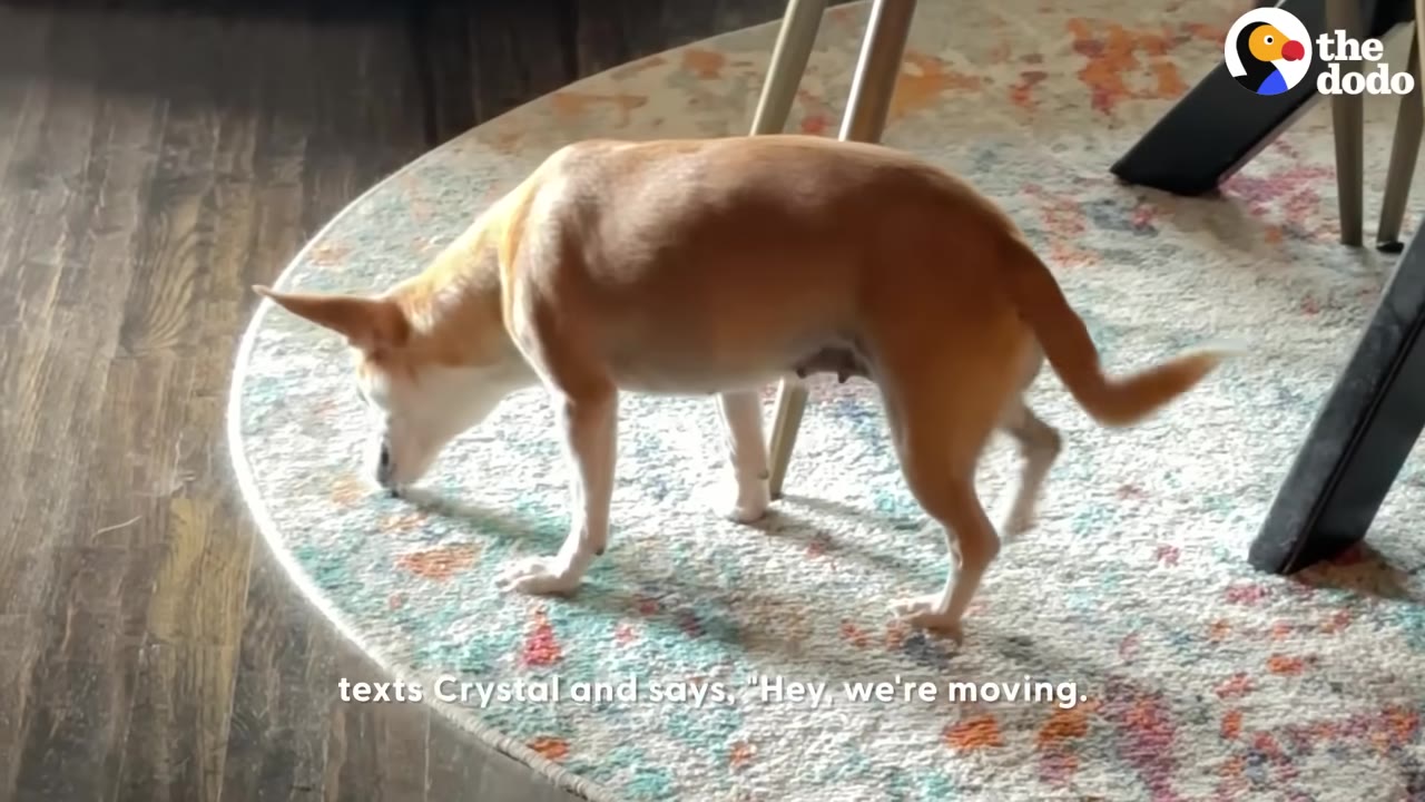 A small tan and white dog stands on a colorful patterned rug indoors, sniffing the ground.