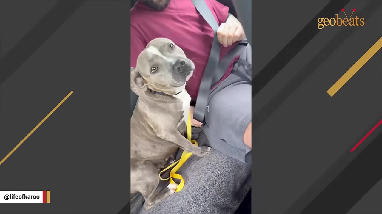 A gray and white pit bull-type dog sits in the passenger seat of a car next to a person, looking up at the camera with a yellow leash nearby.