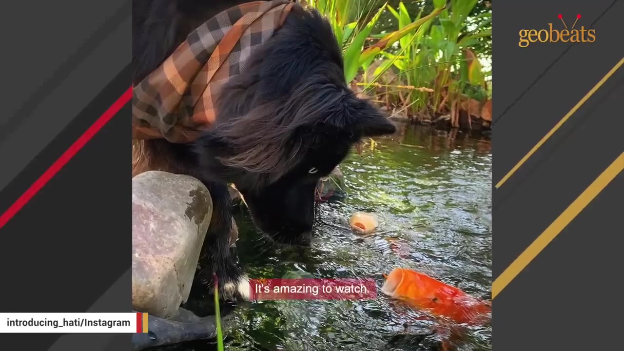 A close-up shot of a fluffy black dog wearing a brown plaid bandana, looking down into a pond at a bright orange koi fish swimming near the surface.
