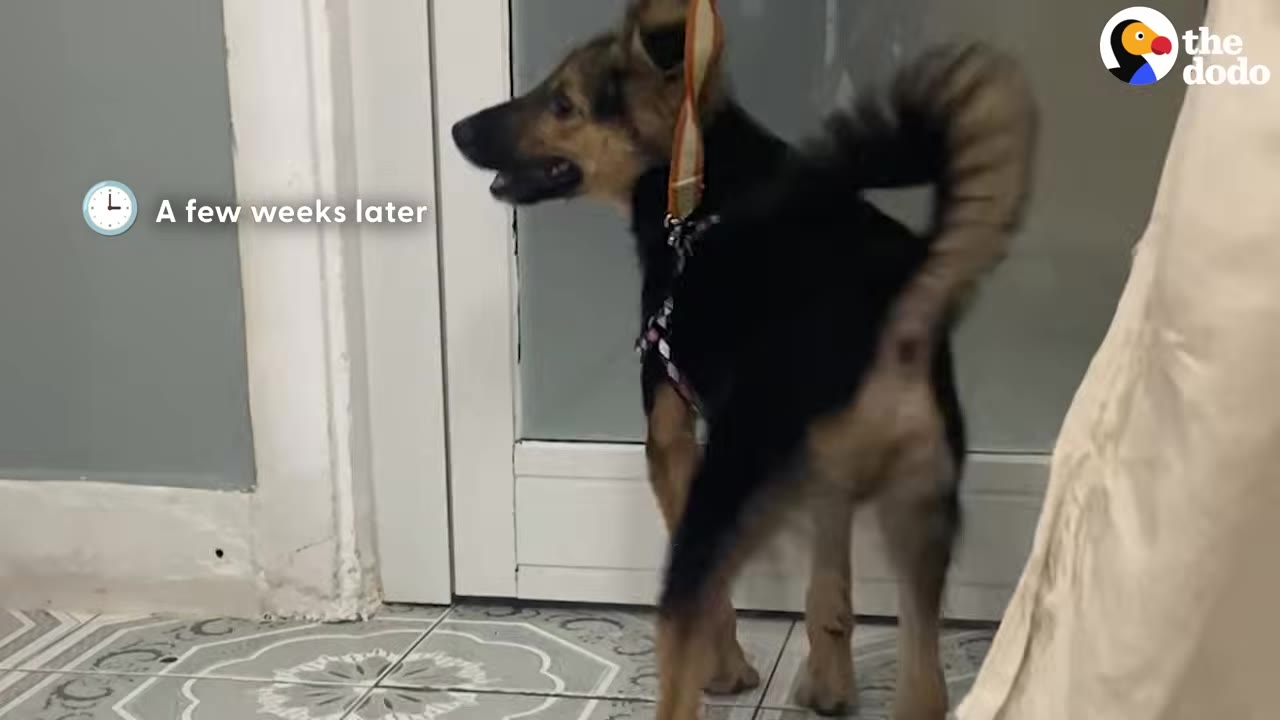 A healthy black and tan puppy wearing a harness stands on a tiled floor, looking alertly to the side with its tail curled up.
