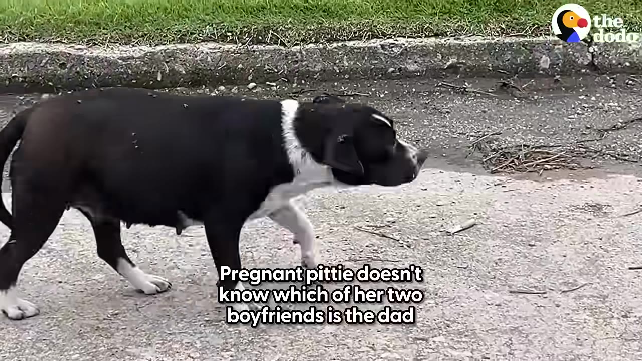 A pregnant black and white pit bull walks along a paved street.