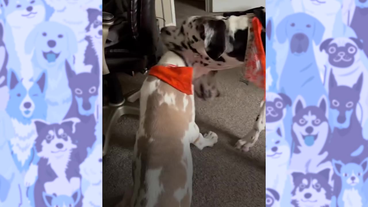 A black and white spotted dog rests its head affectionately over the neck of a brown and white dog sitting on the carpet.