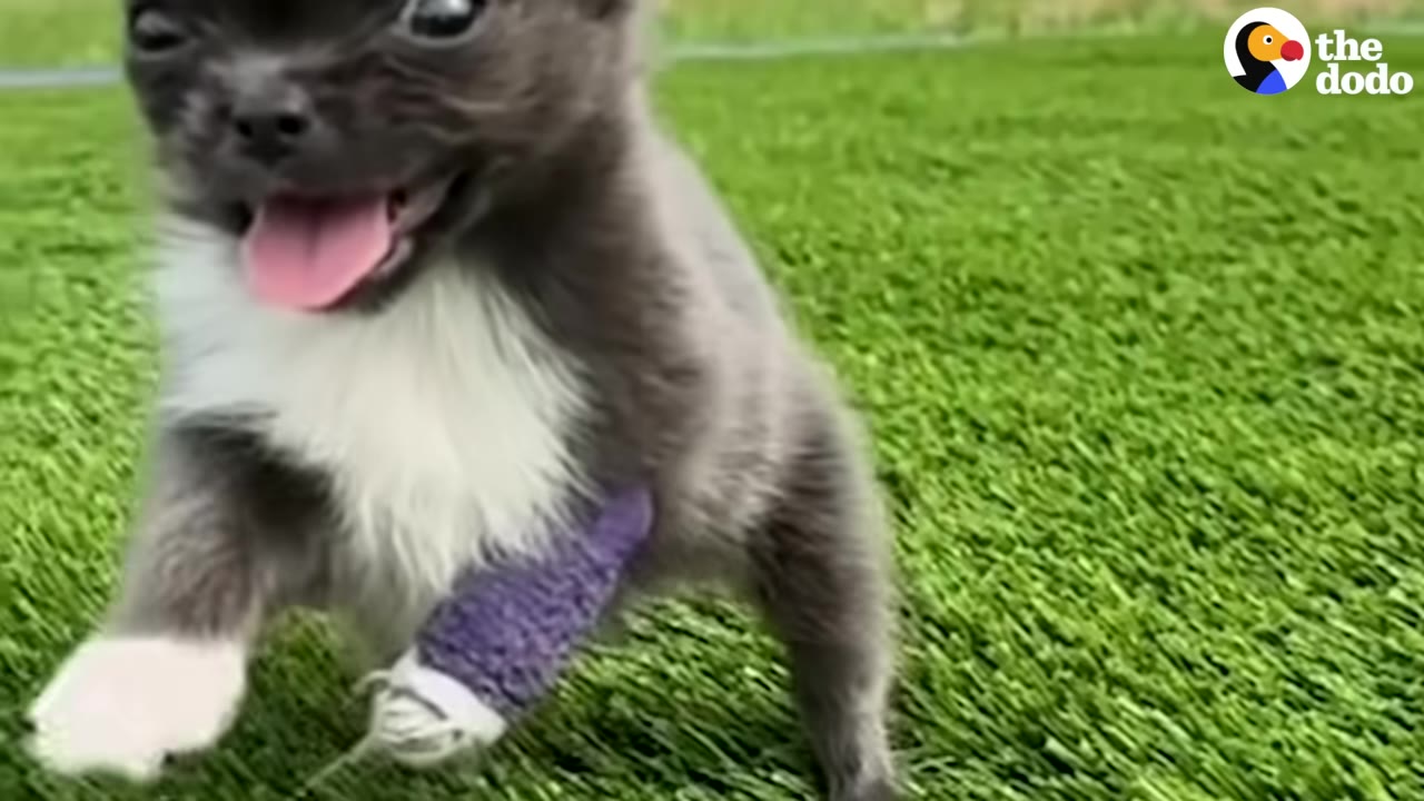 A small grey and white puppy with a purple bandage on its front leg runs energetically across green grass with its mouth open in a happy expression.