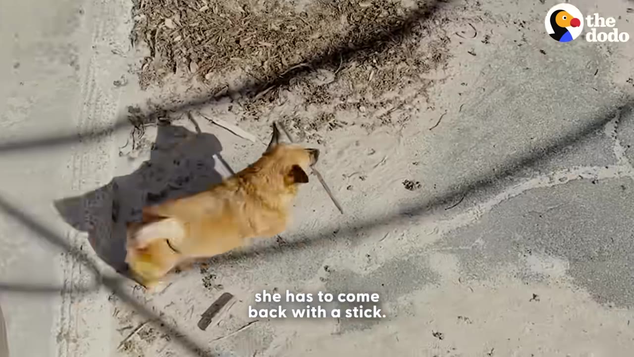 An overhead view of a small tan dog carrying a stick in its mouth while walking on a sandy beach.