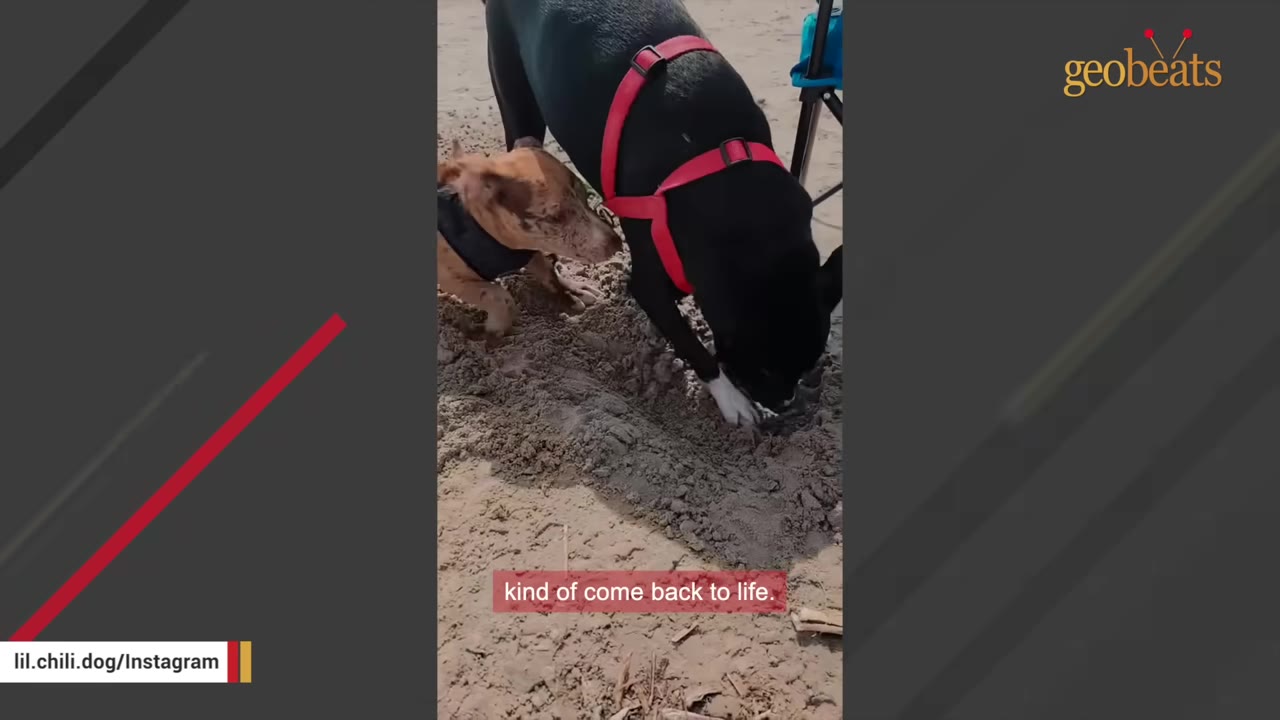 A black dog wearing a red harness and a small brown puppy digging together in the sand.
