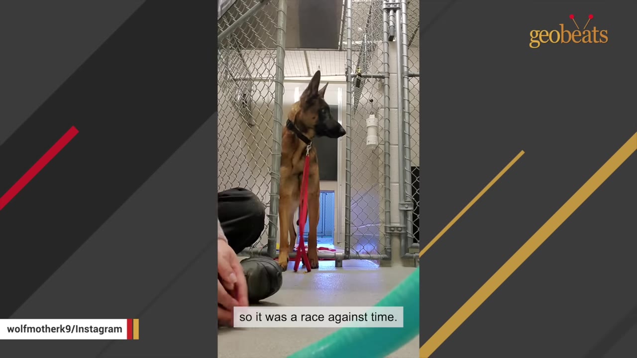 A brown and black dog stands inside a chain-link kennel, looking alertly to the side while a person sits nearby on the floor.